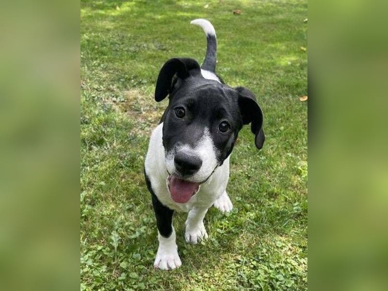 CARNELLA zuckersüßes Hundekind