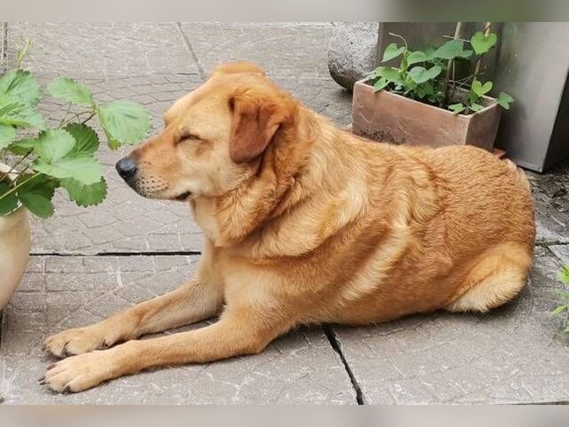 OLJA Labrador Mix