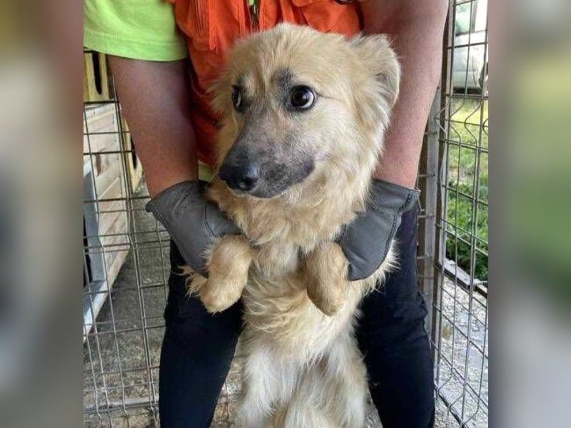 MEGGIE zuckersüß
