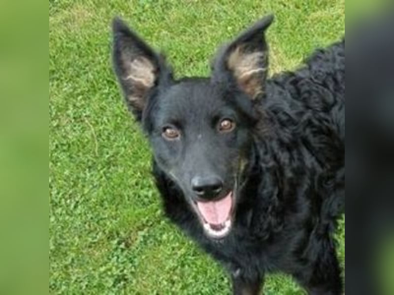 LARA ist ein verspieltes Hundemädchen