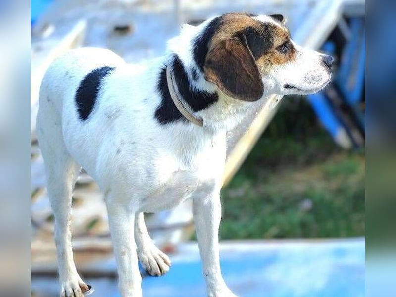 BESSIE fürchtet um ihr Leben