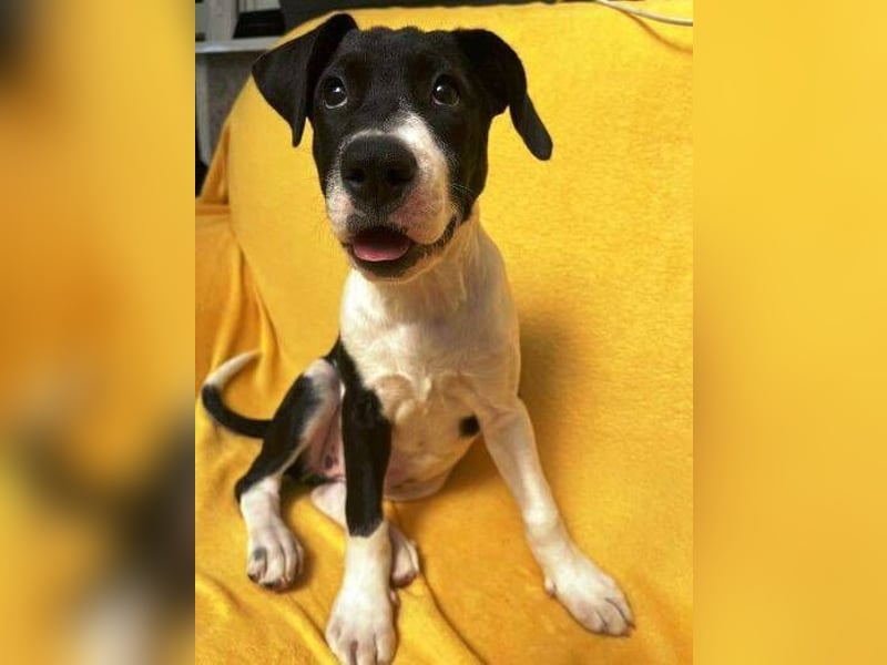 CARNELLA zuckersüßes Hundekind