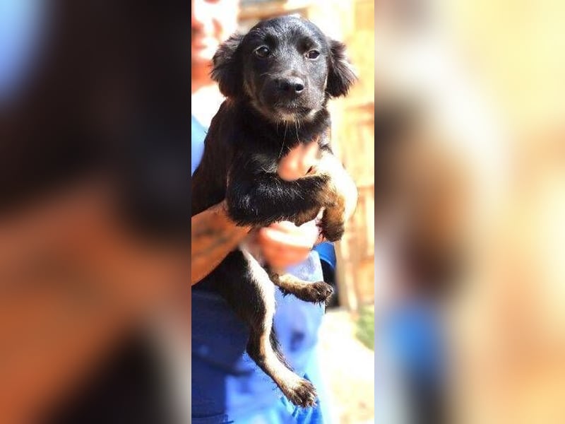 SHARA -Hundebaby in Not