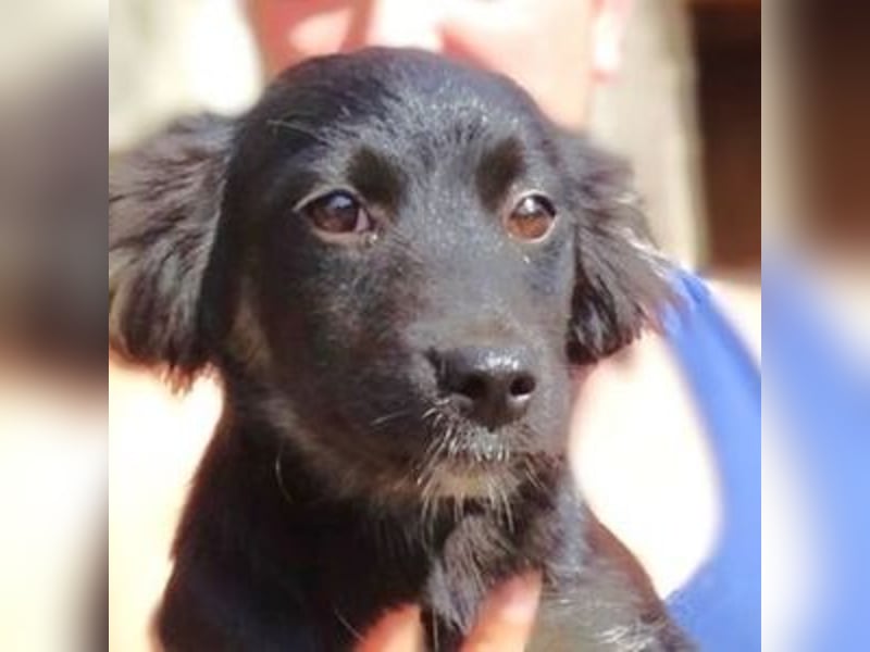 SHARA -Hundebaby in Not