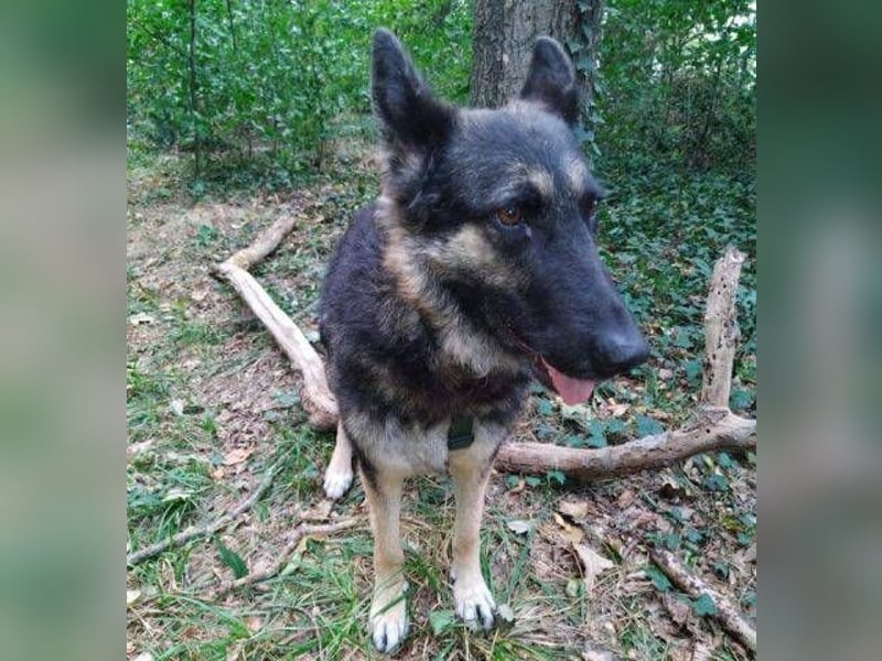 LIZA Collie-Schäferhund Mix