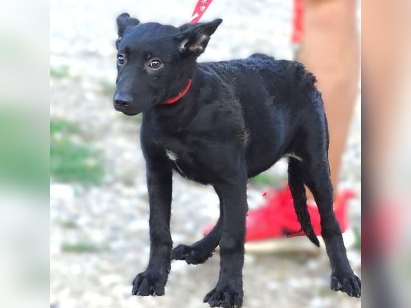 PETRA , kleines Hundekind