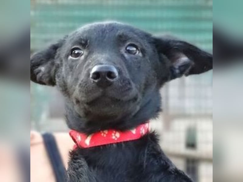 PETRA , kleines Hundekind