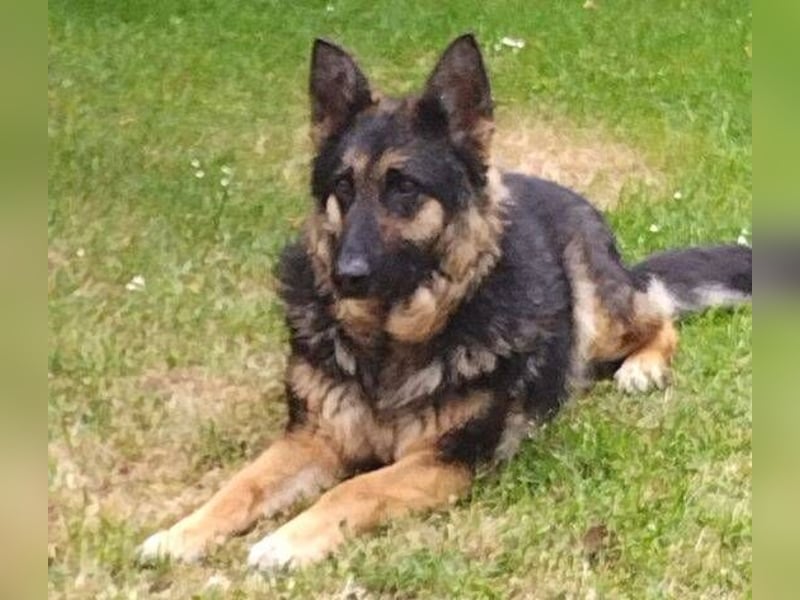 LIZA Collie-Schäferhund Mix