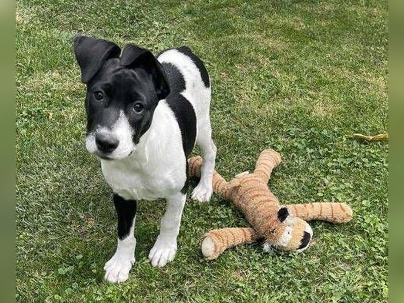 CARNELLA zuckersüßes Hundekind