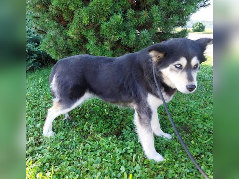 MILA Husky Mix