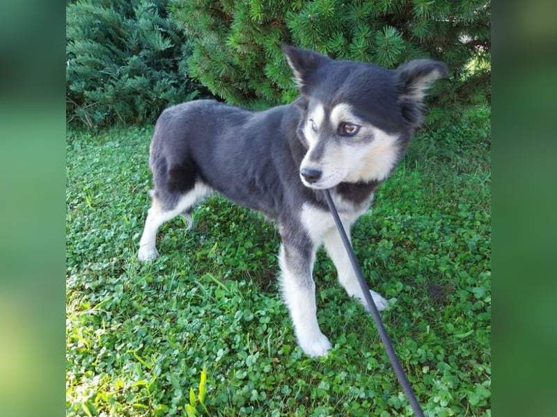 MILA Husky Mix