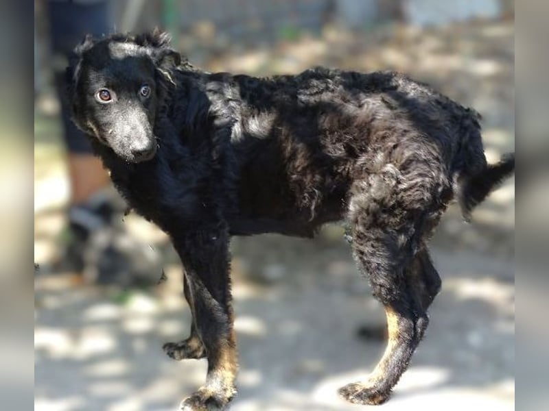 LARA Hundebaby in Lebensgefahr