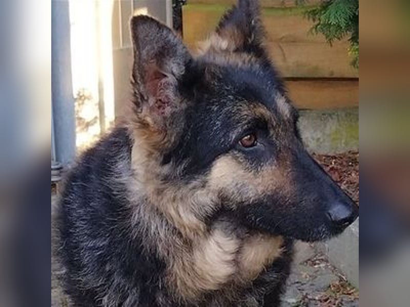 LIZA Collie-Schäferhund Mix