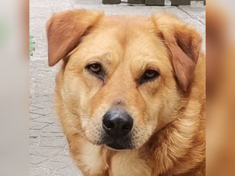 OLJA Labrador Mix