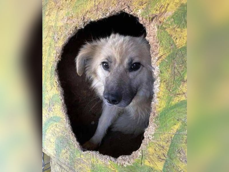 MEGGIE zuckersüß