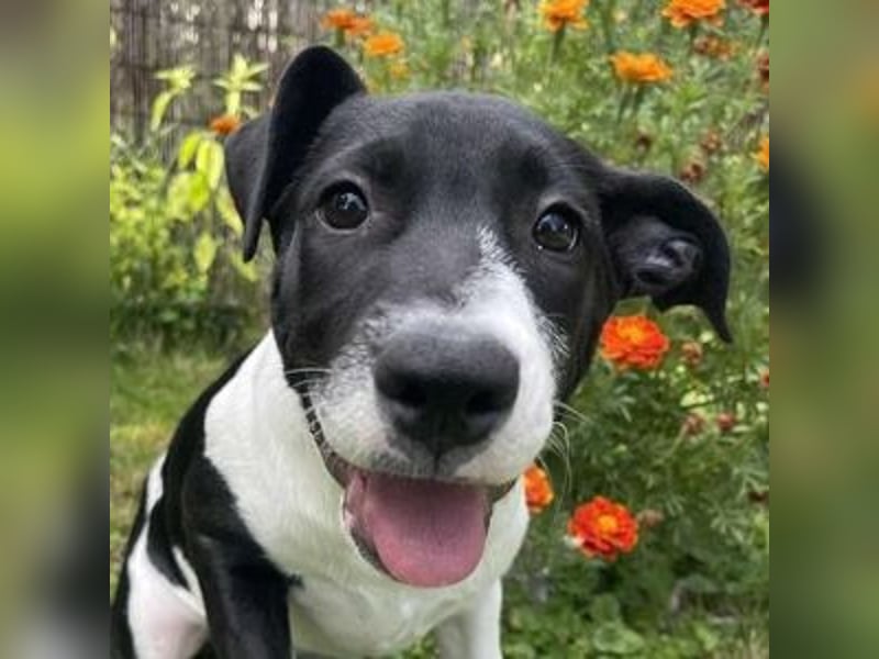 CARNELLA zuckersüßes Hundekind