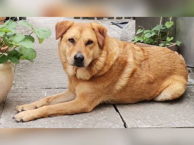 OLJA Labrador Mix