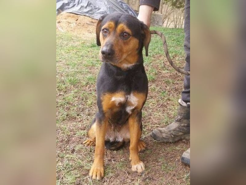 STELLA 2 sehnt sich nach ihren Menschen
