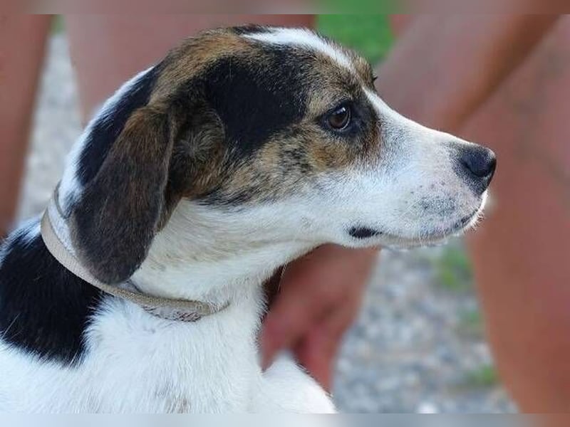 BESSIE fürchtet um ihr Leben