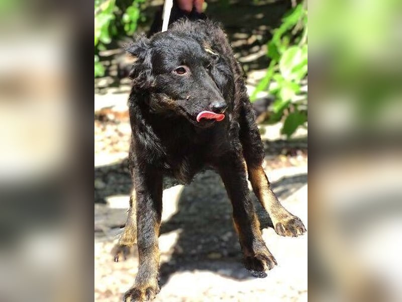 LARA Hundebaby in Lebensgefahr