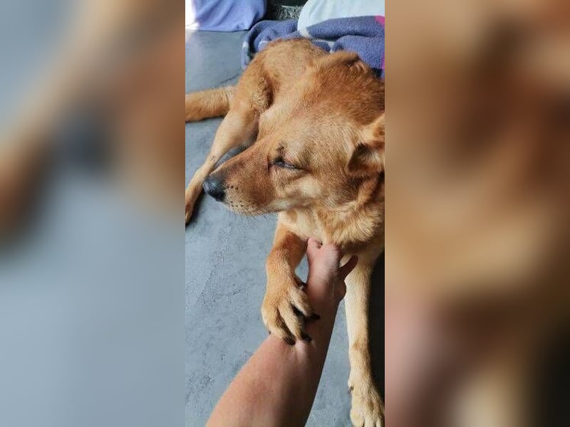 OLJA Labrador Mix
