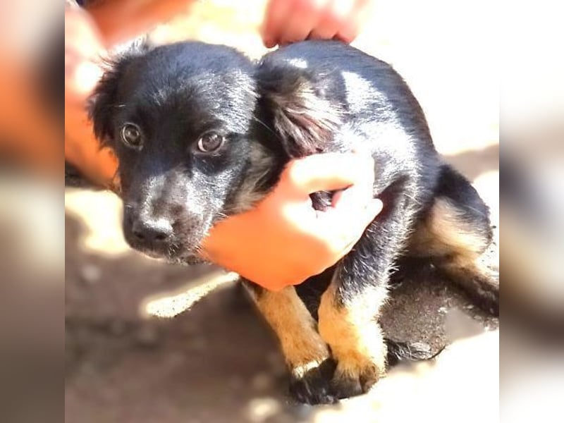 SHARA -Hundebaby in Not