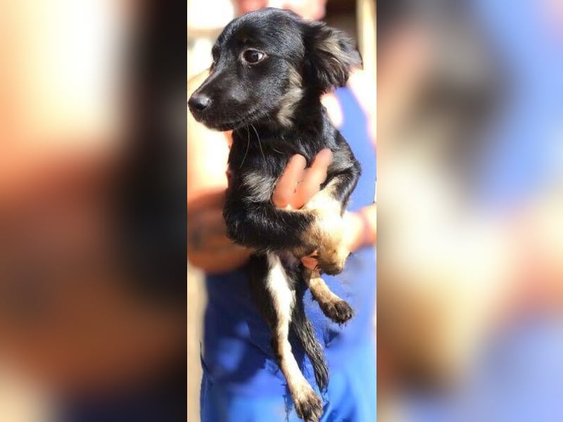 SHARA -Hundebaby in Not