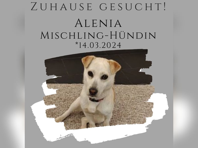 Alenia sucht ihr Traumzuhause !