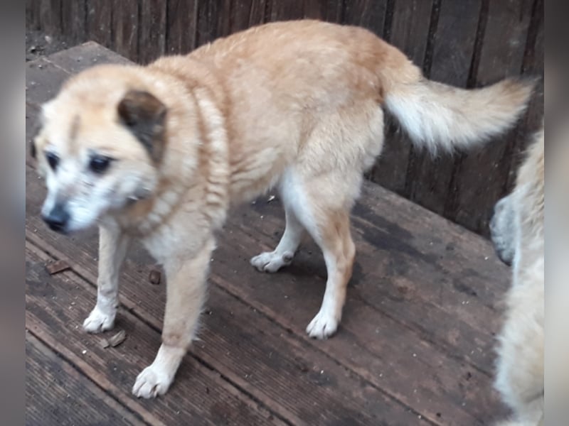 Wunderschöne Hunde, Welpen, Junghunde, Senioren
