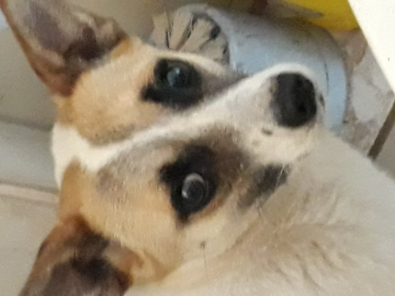 Wunderschöne Hunde, Welpen, Junghunde, Senioren