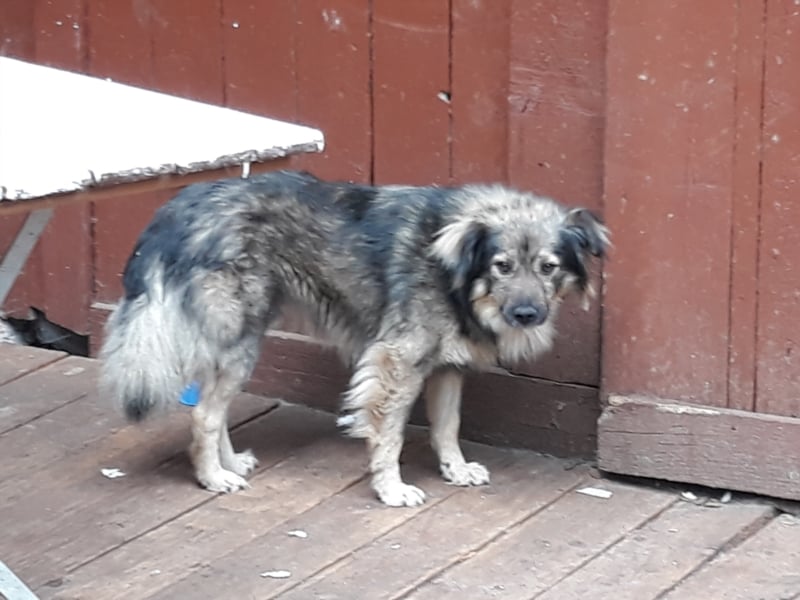 Wunderschöne Hunde, Welpen, Junghunde, Senioren