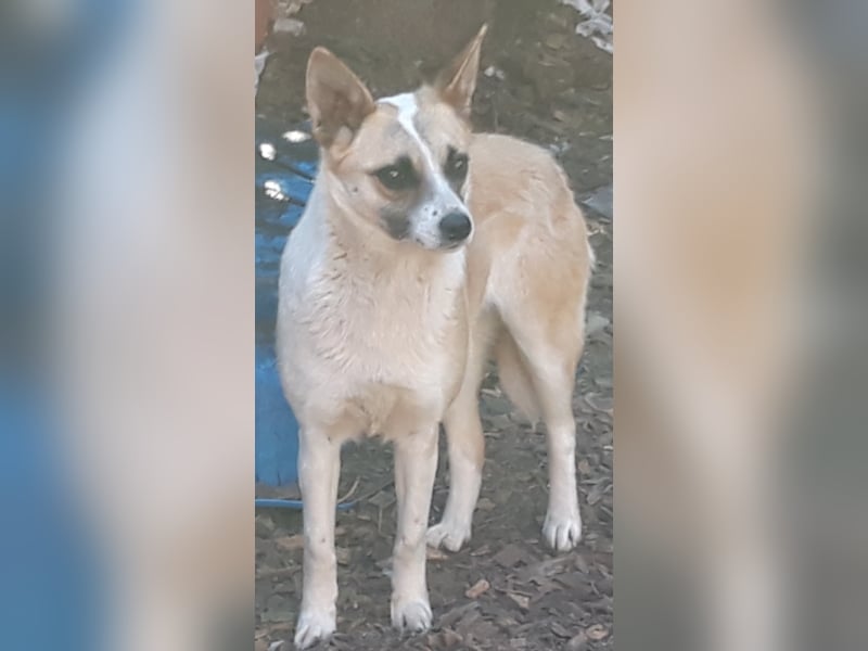 Wunderschöne Hunde, Welpen, Junghunde, Senioren