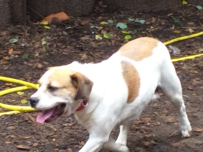 Wunderschöne Hunde, Welpen, Junghunde, Senioren