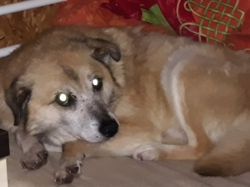 Wunderschöne Hunde, Welpen, Junghunde, Senioren