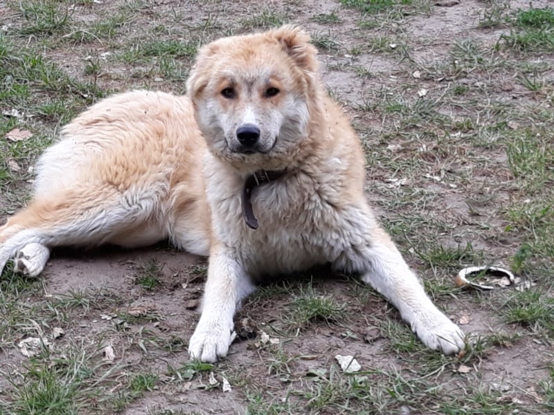Wunderschöne Hunde, Welpen, Junghunde, Senioren