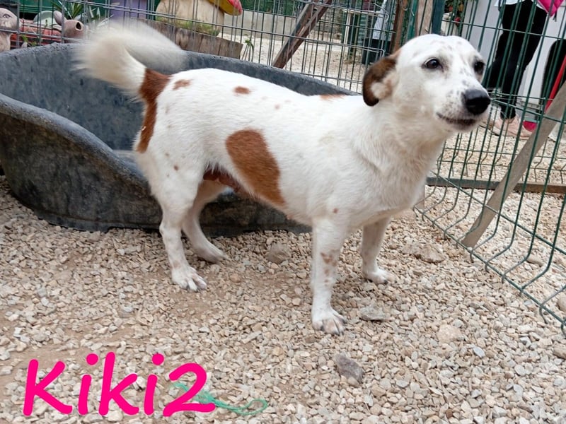 Kiki2 geb. 05/2020 (GRC) - selbstbewusste, kleine Hündin!