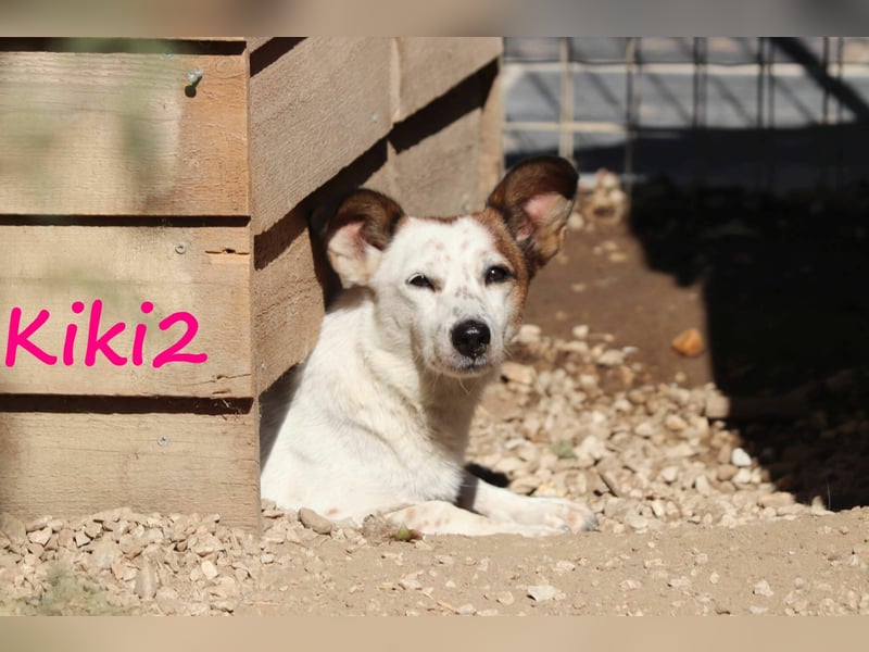 Kiki2 geb. 05/2020 (GRC) - selbstbewusste, kleine Hündin!