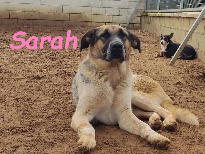 Sarah 12/2023 (ESP) - außergewöhnlich hübsche, anhängliche und lustige Junghündin!