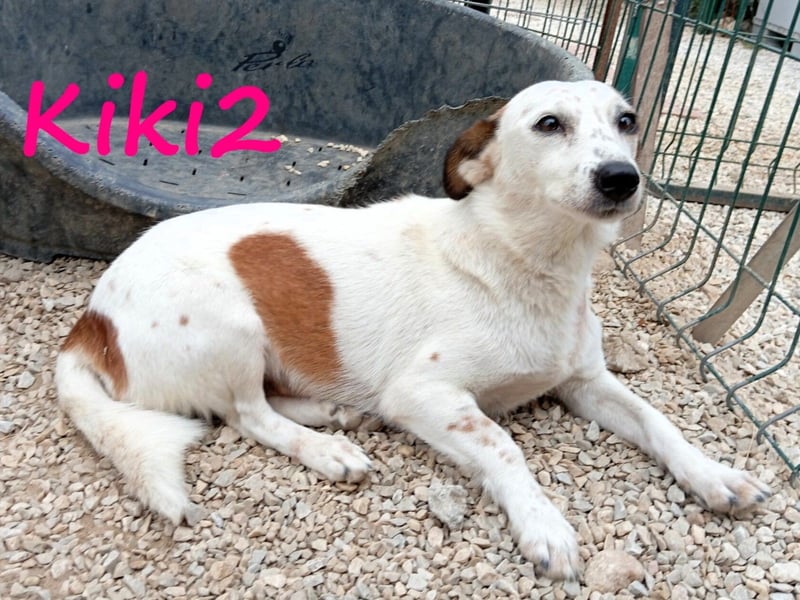 Kiki2 geb. 05/2020 (GRC) - selbstbewusste, kleine Hündin!