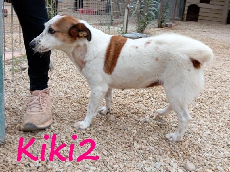 Kiki2 geb. 05/2020 (GRC) - selbstbewusste, kleine Hündin!