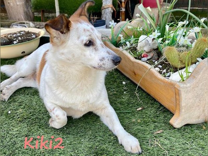 Kiki2 05/2020 (GRC) - selbstbewusste, kleine Hündin!