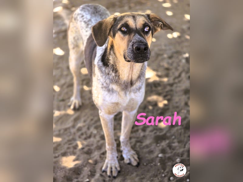 Sarah geb. 12/2023 (ESP) - aufgschlossene, anhängliche und lustige Junghündin!