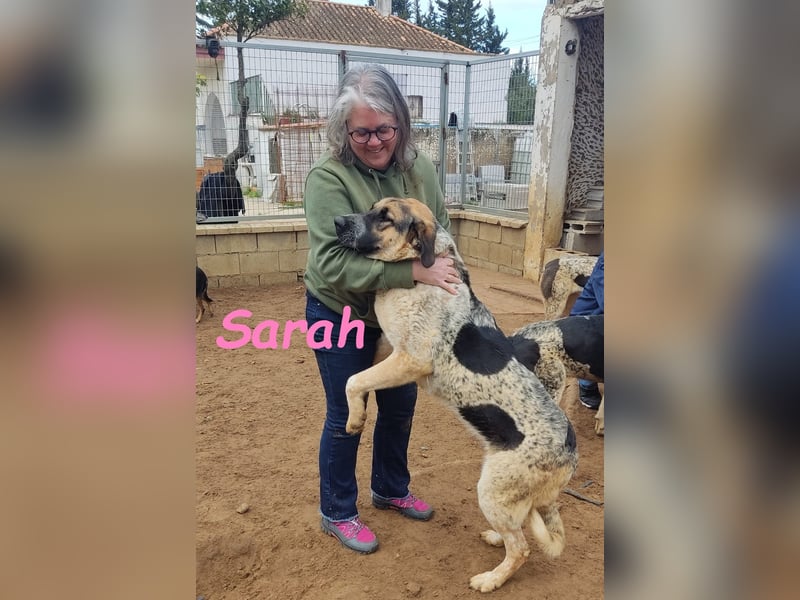 Sarah 12/2023 (ESP) - außergewöhnlich hübsche, anhängliche und lustige Junghündin!