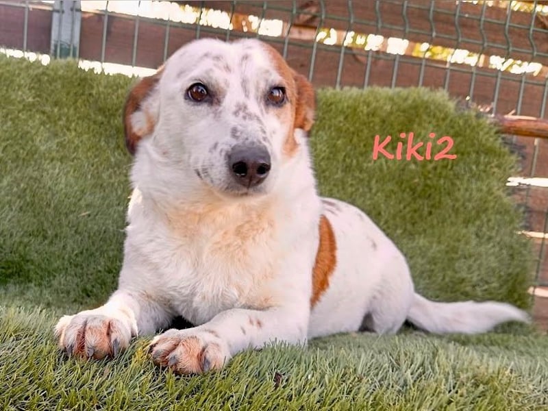 Kiki2 05/2020 (GRC) - selbstbewusste, kleine Hündin!
