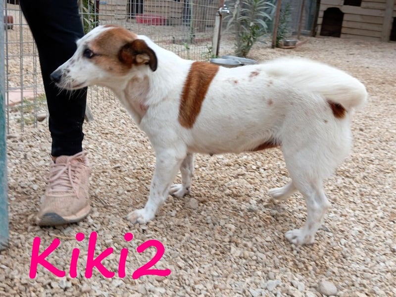 Kiki2 05/2020 (GRC) - selbstbewusste, kleine Hündin!