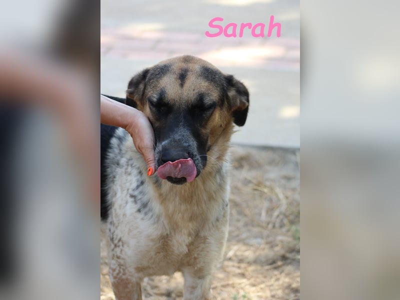 Sarah geb. 12/2023 (ESP) - aufgschlossene, anhängliche und lustige Junghündin!