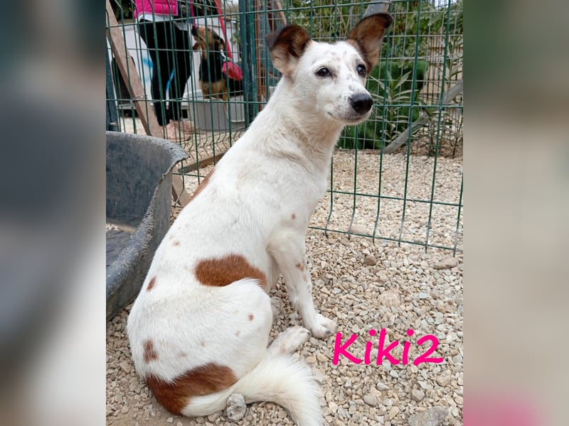 Kiki2 05/2020 (GRC) - selbstbewusste, kleine Hündin!
