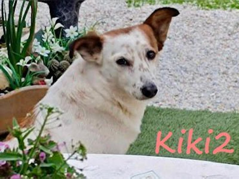 Kiki2 geb. 05/2020 (GRC) - selbstbewusste, kleine Hündin!
