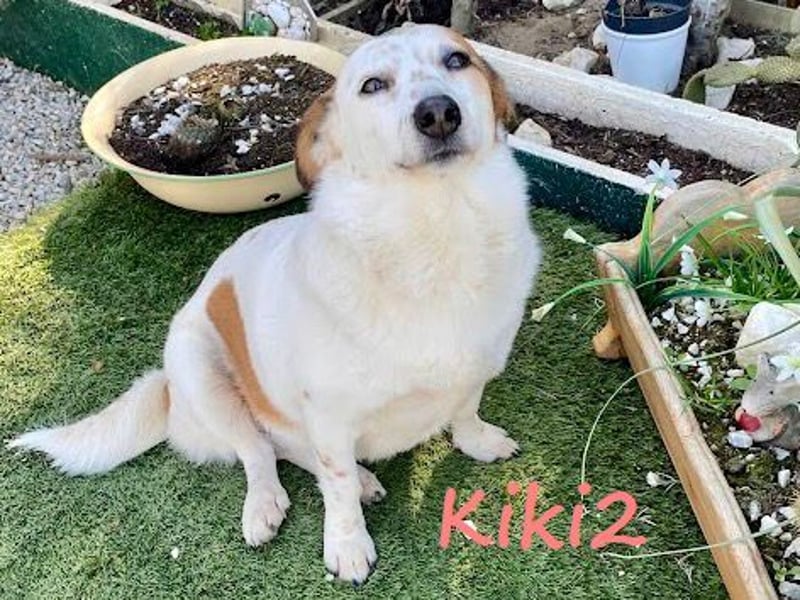 Kiki2 05/2020 (GRC) - selbstbewusste, kleine Hündin!