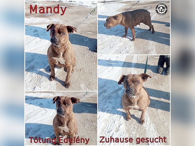 MANDY, megaliebe Maus. Darf nicht nach Deutschland da Listen-Mix